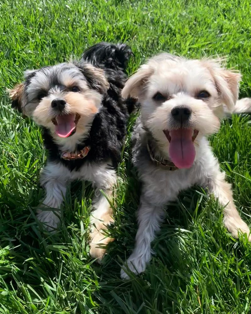 Teacup Maltese & Morkie Puppies for Sale in Iowa | Henrys Maltese